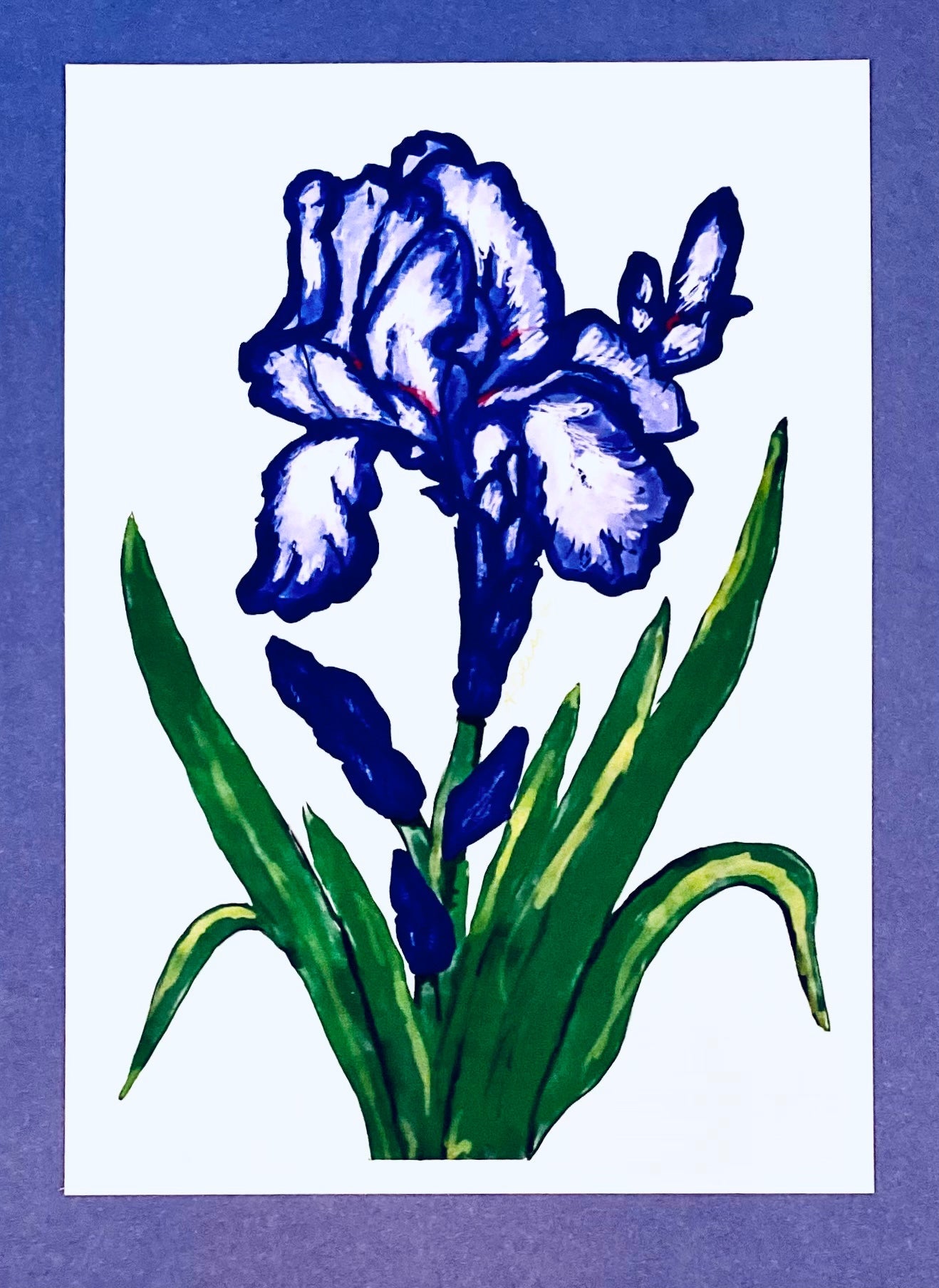 Irish Lily Greeting card - Blue Cava